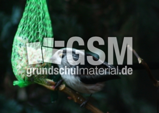 P-Schwanzmeisen 033.jpg